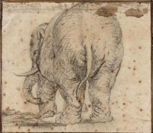 - fig. 2, Rembrandt Pupil (after Gerard van Groeningen), Elephant Seen from Behind, c. 1637. Black chalk