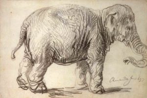 Rembrandt, Young Asian Elephant (Hansken), 1637. Black chalk