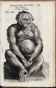 Unknown artist, Portrait of a chimpanzee. Engraving, in: N. Tulp, Observationum Medicarum, Amsterdam 1641, p. 275. Leiden, Leiden University Libraries