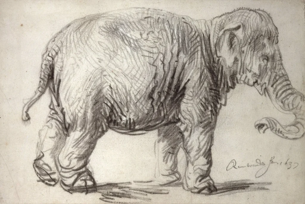 Ets tekening van de zijkant van een olifant