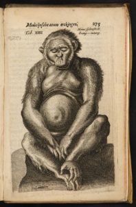 Anonymus, Portrait of a chimpanzee. Engraving, in: De drie Boecken der Medicijnsche Aenmerkingen, after Tulp 1641. Allard Pierson, University of Amsterdam