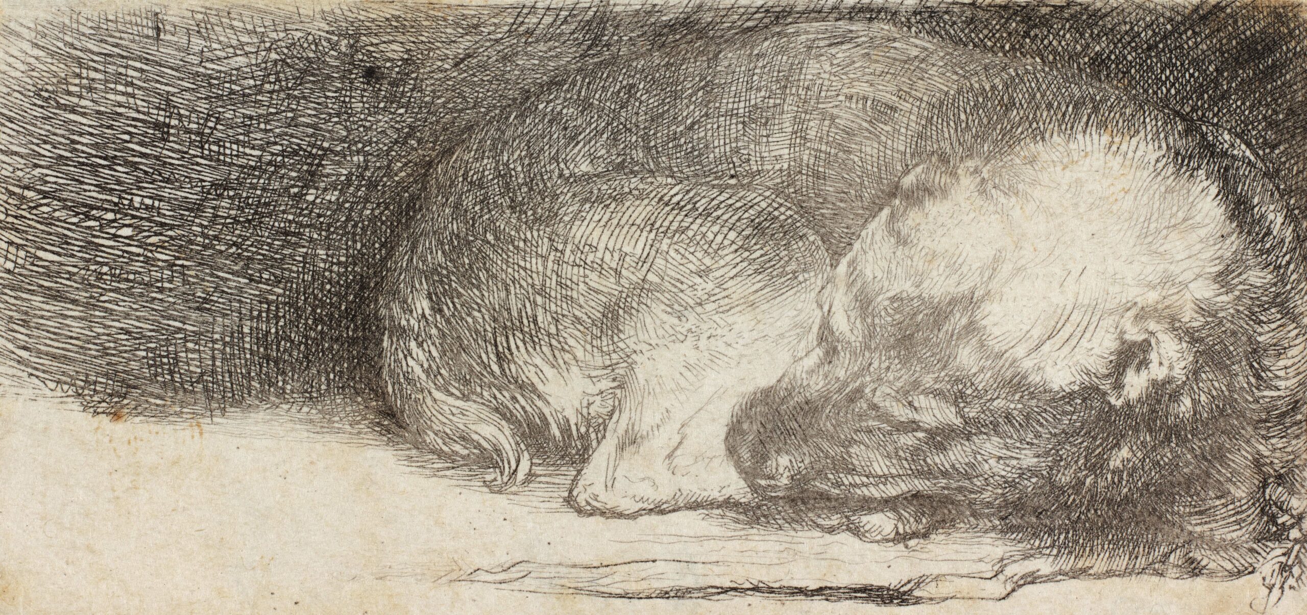 Schilderij van Rembrandt - Slapend hondje